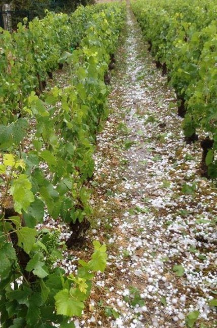 Hailstorm decimates vines across Burgundy