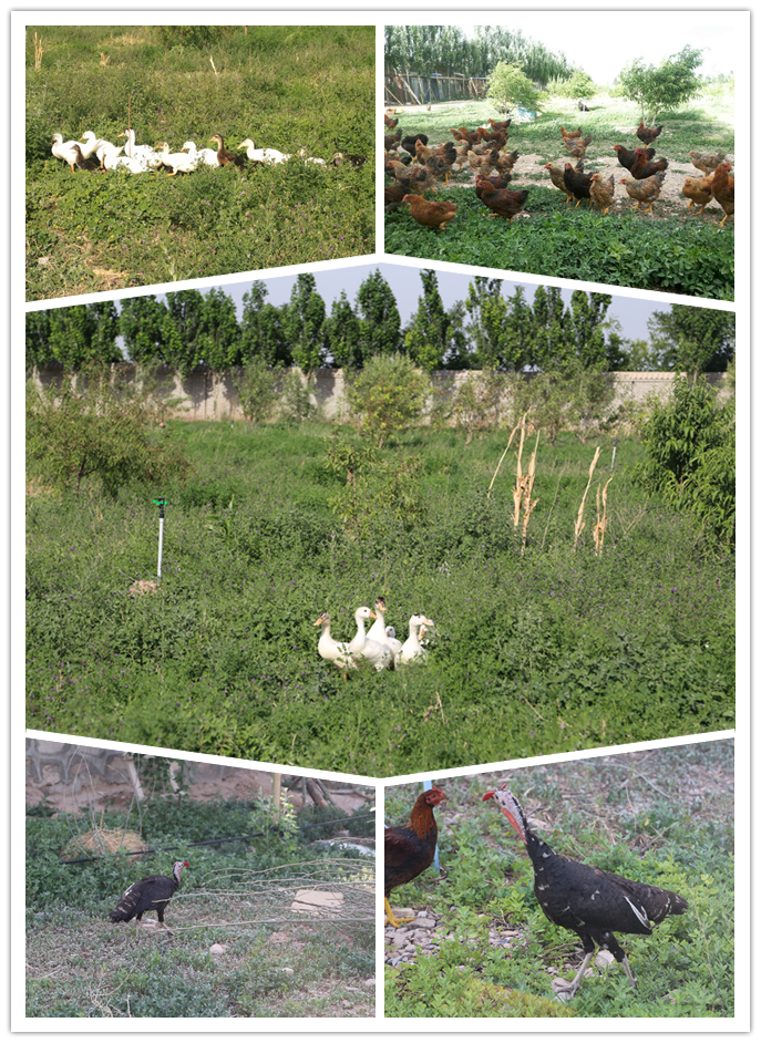 Orchards in Chinese Chateaux