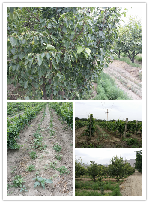 Orchards in Chinese Chateaux