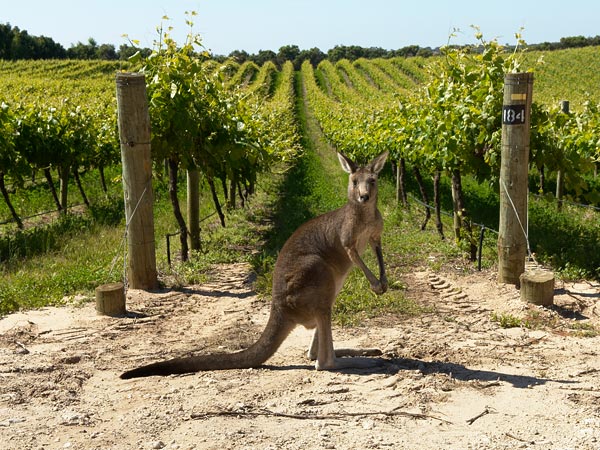 Aussie wine value rises as volume drops