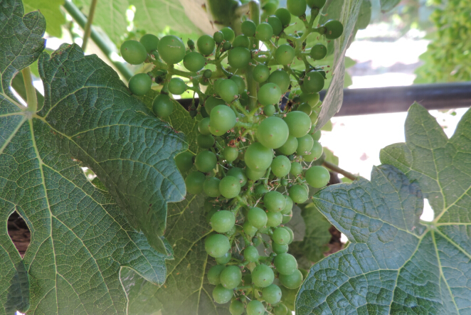 Video:2014 Vineyard Report(9)Other Regions:Flowering & Furit Setting Later than Previous Years