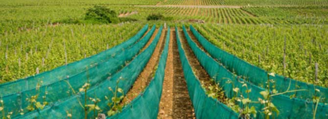 Burgundy Vineyards Experiment with Anti-Hail Nets