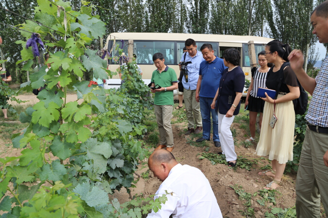 China Wine Region Travel (30) Growing season,Growth Wineries