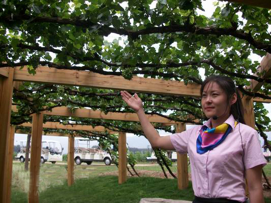 Yanqing to Held 2014 International Grape Conference on July 29th