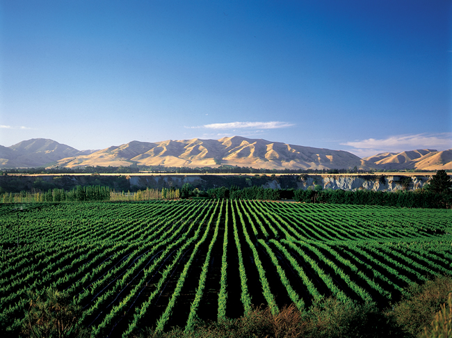 UK buying more top end New Zealand wine