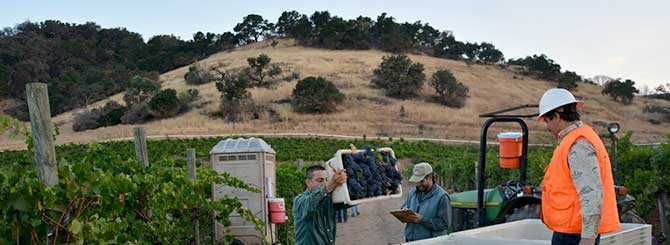 Kick Off for the California Wine Harvest