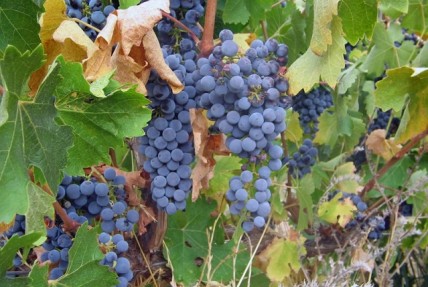 Scientists use grape chemistry to forecast wine flavour