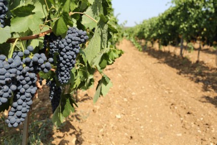 Russia considers restricting EU wine imports in response to sanctions