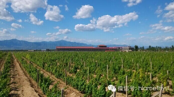 2014 Vineyard Report: A day in vineyard-Huailai Amethyst Manor