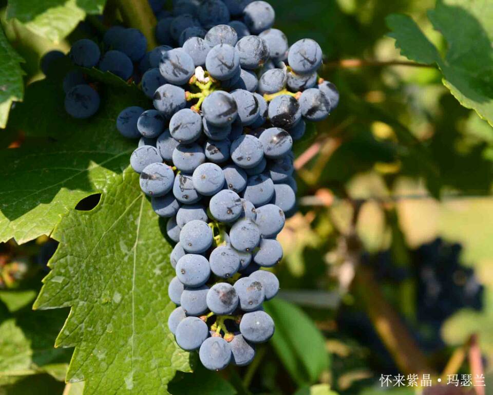 2014 Vineyard Report: A day in vineyard-Huailai Amethyst Manor 