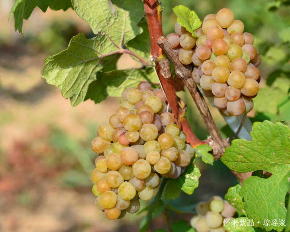 2014 Vineyard Report: A day in vineyard-Huailai Amethyst Manor 