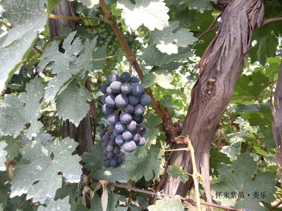 2014 Vineyard Report: A day in vineyard-Huailai Amethyst Manor 