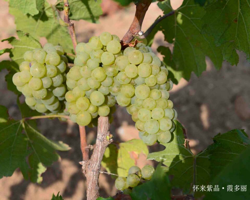 2014 Vineyard Report: A day in vineyard-Huailai Amethyst Manor 