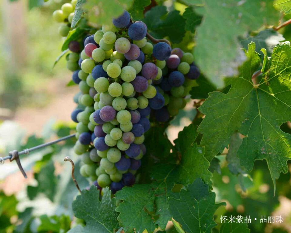 2014 Vineyard Report: A day in vineyard-Huailai Amethyst Manor 