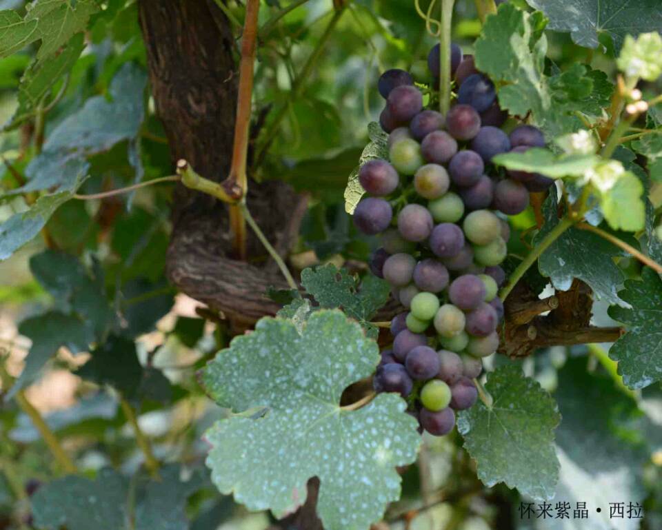 2014 Vineyard Report: A day in vineyard-Huailai Amethyst Manor 
