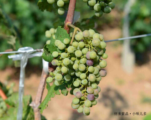 2014 Vineyard Report: A day in vineyard-Huailai Amethyst Manor 