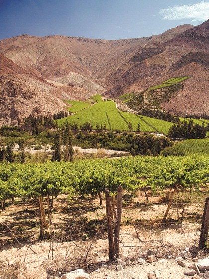 Chile's wine production plummets by one quarter, say official figures