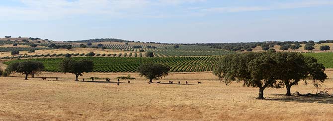 France Fails to Figure in World's "Best" Wine Regions