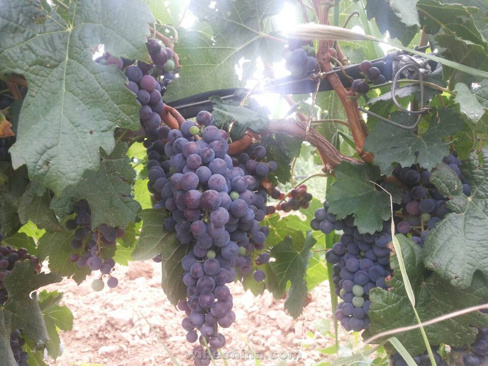 2014 Vineyard Report: A day in vineyard-Chateau Yuhuang