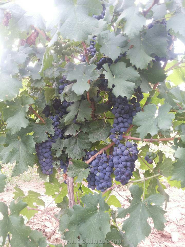 2014 Vineyard Report: A day in vineyard-Chateau Yuhuang