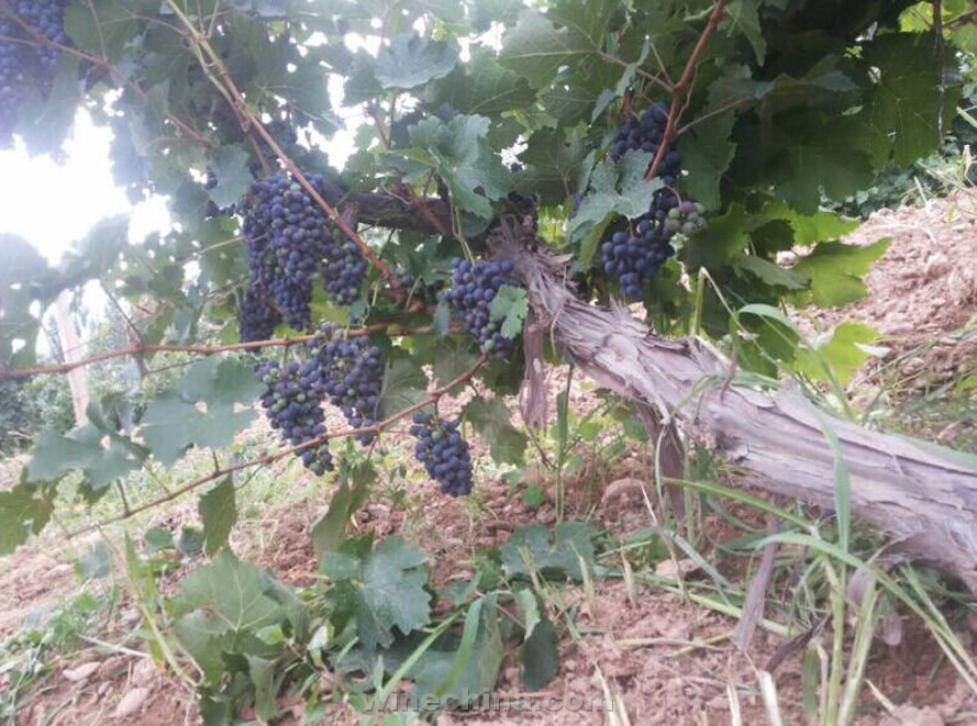 2014 Vineyard Report: A day in vineyard-Chateau Yuhuang