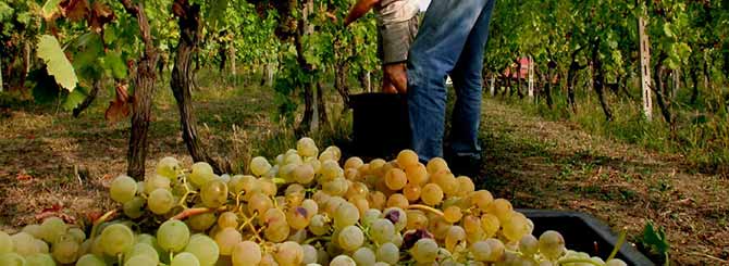 Italian Harvest Starts Early as Weather Improves