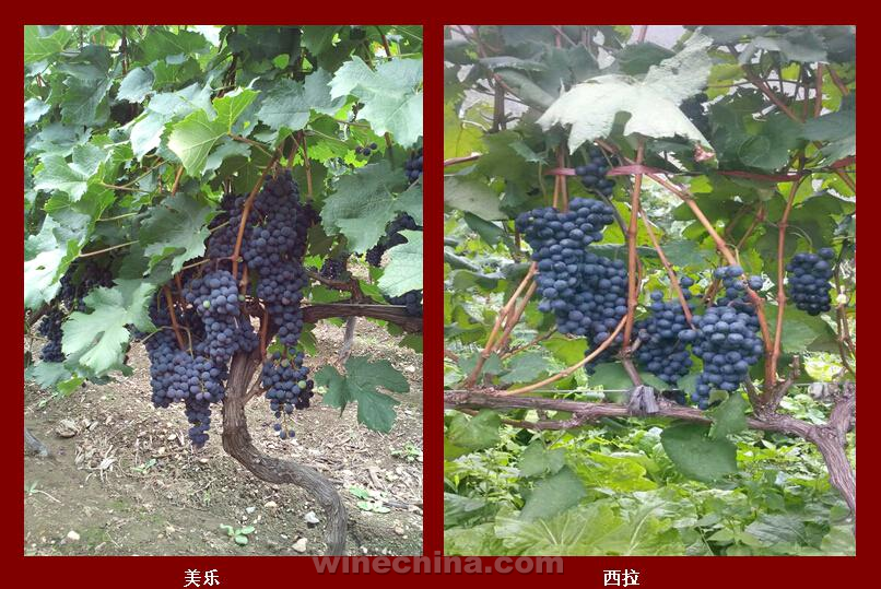 2014 Vineyard Report: A day in vineyard-Shangeri-La 