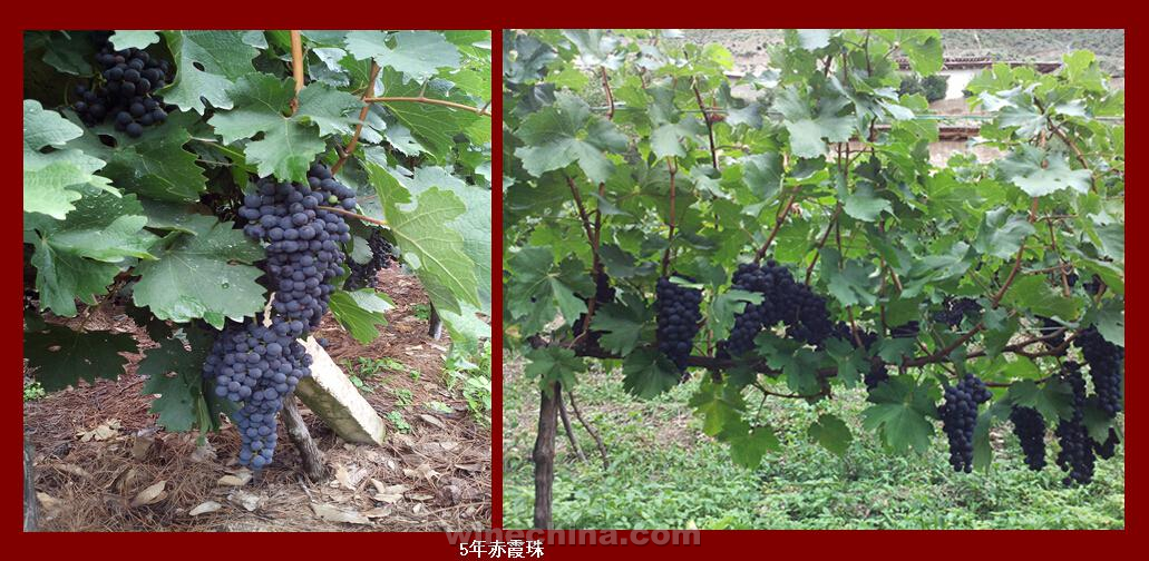 2014 Vineyard Report: A day in vineyard-Shangeri-La 