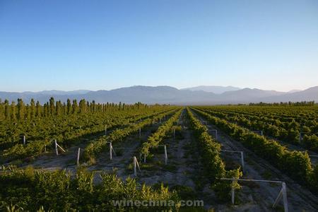 寻找企业第一块奖牌芳香庄园 花香蜂自来 芳香