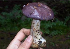 贺兰山紫蘑菇-中国葡萄酒信息网