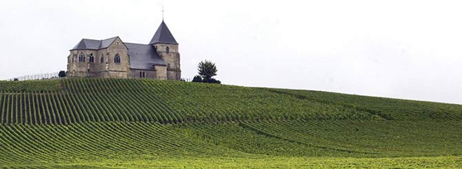 Champagne Harvest Bubbling Away Nicely