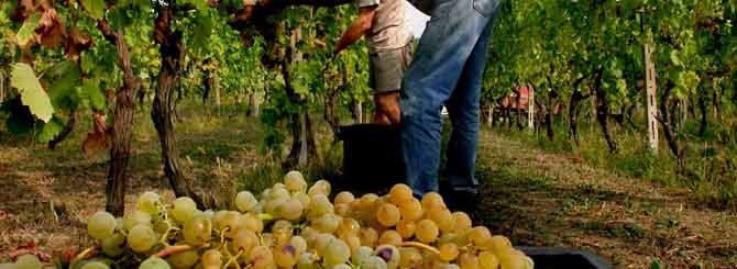 Italy Faces Smallest Wine Harvest in 50 Years