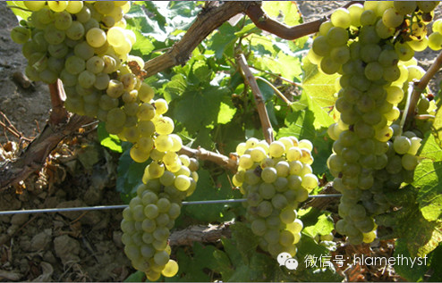 Huailai Amethyst Manor Harvest Chardonnay Grapes