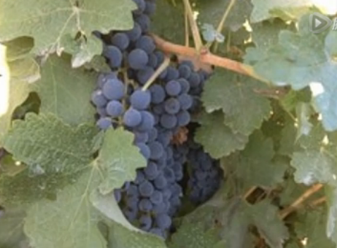 Video: 2014 Vineyard Report (7) Xinjiang Harvest Report
