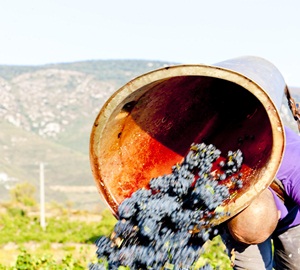 Buyers should act quickly to secure Languedoc wine from 2014 harvest