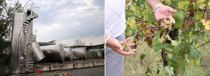 Sudden Storm Smashes Tuscan Vineyards 