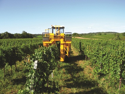 Languedoc region needs stability to ease wine supply tensions, says bulk broker