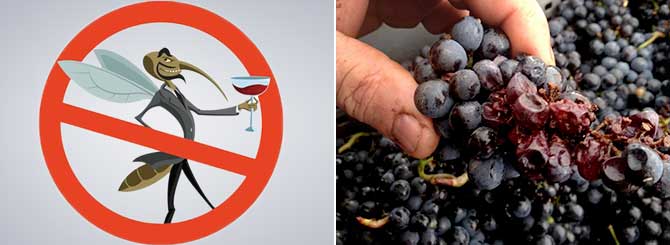 Bordeaux Vineyards Threatened By New Pest 