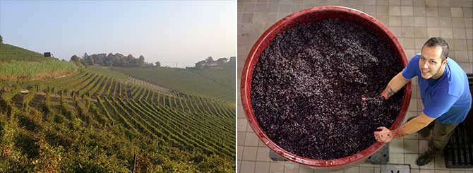 Mixed Fortunes for Italy's Harvest