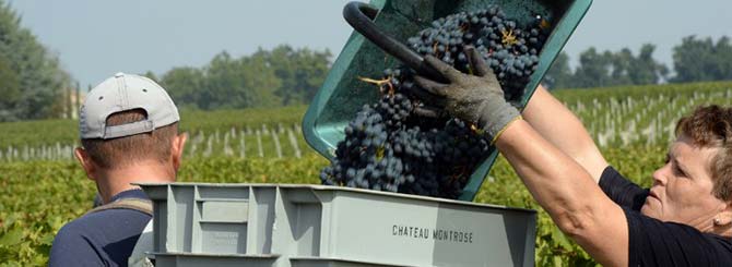 Bordeaux Harvest Coming Up Trumps