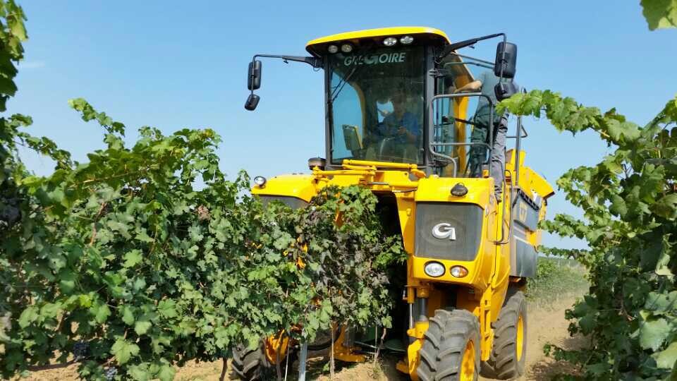 Yantai Changyu Wine Company Use Machine for Harvesting