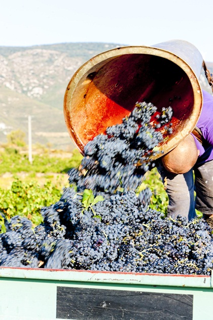 Total global wine production for 2014 could be down by 4%, says Rabobank