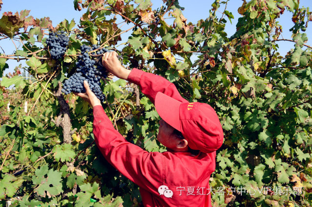 宁夏红沙坡头葡萄庄园喜获丰收