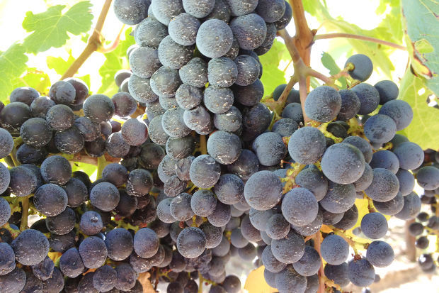 Napa Valley grape crop is 95 percent picked