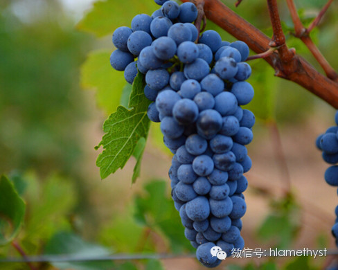 A Day in Vineyard:Amethyst Manor Start Harvesting Cabernet Sauvignon 