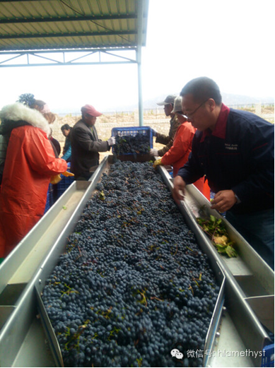 A Day in Vineyard:Amethyst Manor Start Harvesting Cabernet Sauvignon 