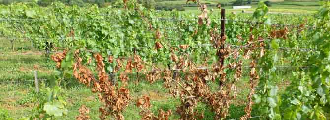 Fatal Wood Diseases Affect 12 Percent of French Vineyards