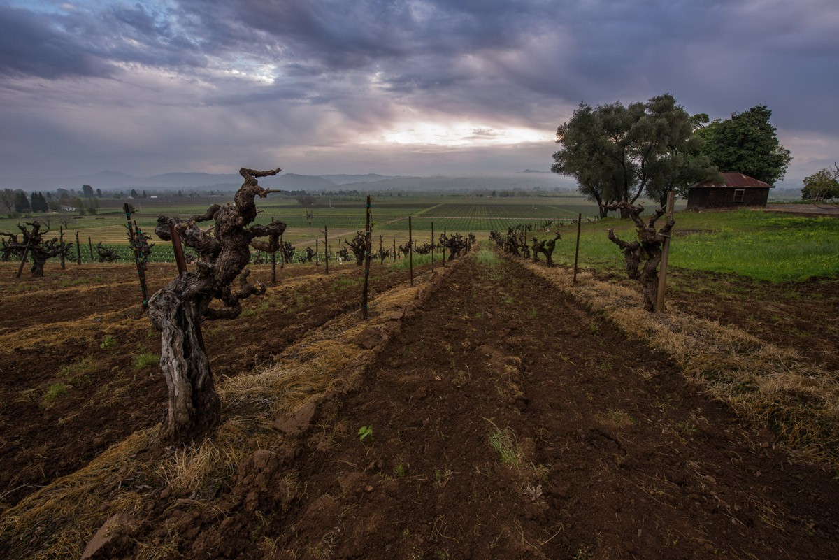 Introduction to Soil Types and Wine