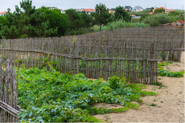 Introduction to Soil Types and Wine