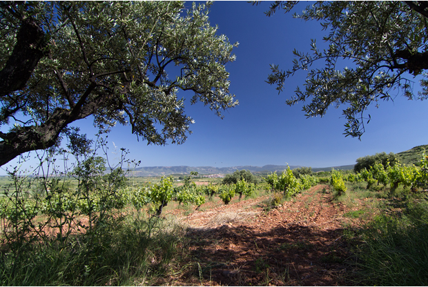 Introduction to Soil Types and Wine